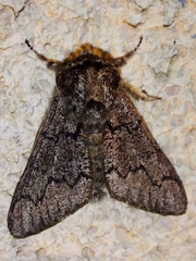 Biston strataria