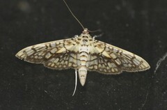Haritalodes derogata