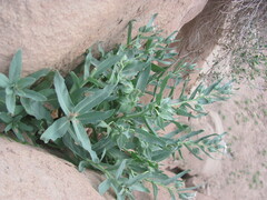 Caccinia macranthera