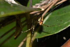 Theridion pyramidale