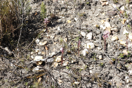 Image of Lachenalia barbarae by (c) Tony Rebelo, some rights reserved (CC BY-SA)
