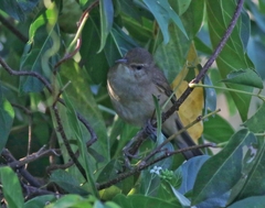 Acrocephalus stentoreus