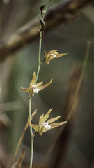 Ania penangiana