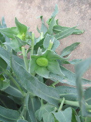 Caccinia macranthera