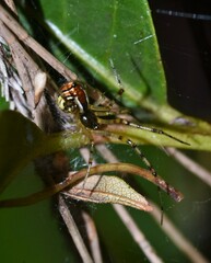 Theridion pyramidale