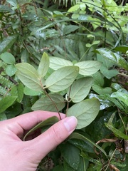 Lonicera hypoglauca