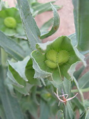 Caccinia macranthera