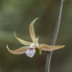 Ania penangiana
