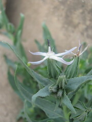 Caccinia macranthera