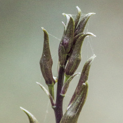 Ania penangiana