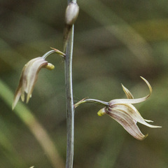 Ania penangiana