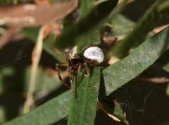 Theridion theridioides