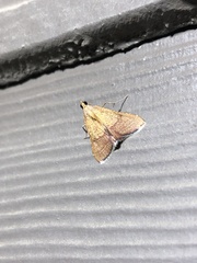 Endotricha pyrosalis