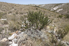 Osteospermum moniliferum