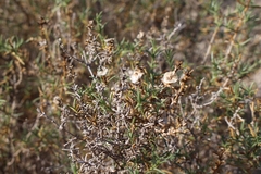 Salsola oppositifolia