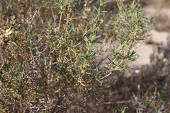 Salsola oppositifolia