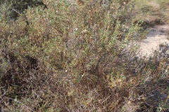 Salsola oppositifolia