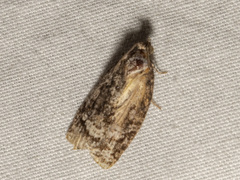 Cryptoptila australana