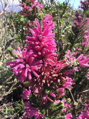Erica verticillata