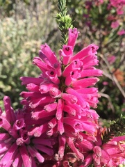Erica verticillata