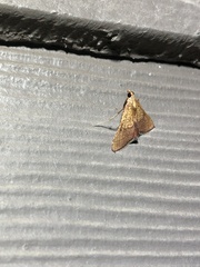 Endotricha pyrosalis