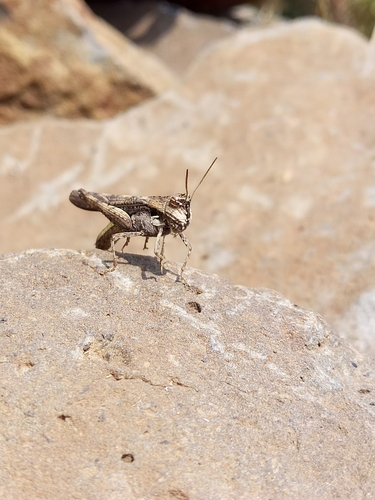 Morphacris fasciata