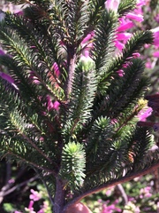 Erica verticillata