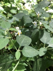 Solanum chenopodioides