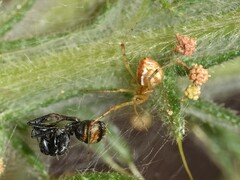 Theridion pyramidale