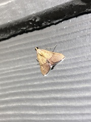 Endotricha pyrosalis