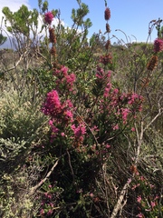 Erica verticillata