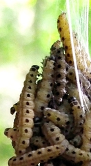 Yponomeuta cagnagella