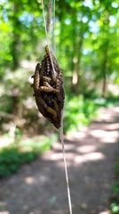 Yponomeuta cagnagella