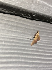 Endotricha pyrosalis