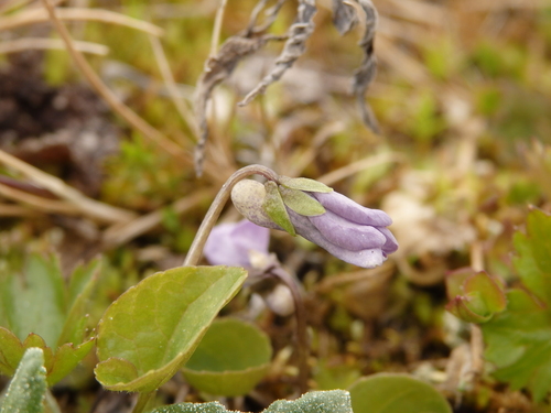 Image of Viola epipsiloides by no rights reserved