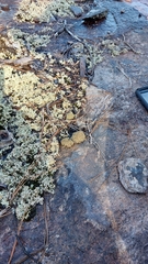 Cladonia strepsilis