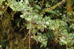 Eurya crenatifolia