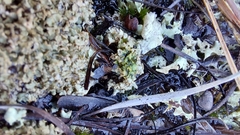Cladonia strepsilis