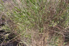 Angiospermae