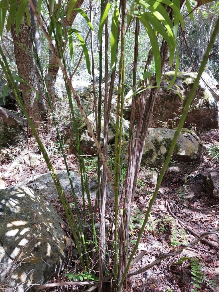 bamboos, canes, and allies from Newlands Forest, Cape Town, WC, ZA on ...