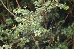 Eurya crenatifolia