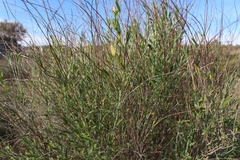 Angiospermae