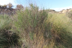Angiospermae