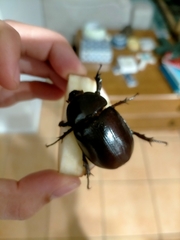 Xylotrupes australicus