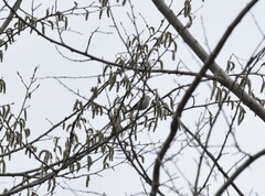 Poecile palustris