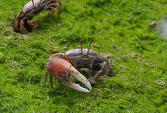Tubuca acuta