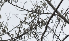 Poecile palustris