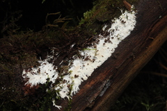 Etheirodon fimbriatum