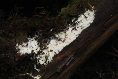 Etheirodon fimbriatum