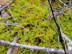 Common Fern-moss (Thuidium erectum)